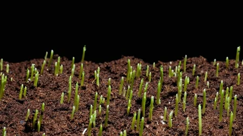Corn time lapse of germinating seeds pushing up through the soil. Stock Footage