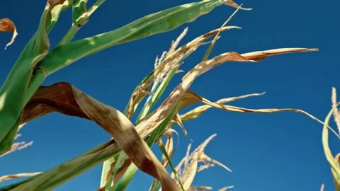 Corn Tops and Tassels Against Clear Blue Sky 1 Vidéo 342322924
