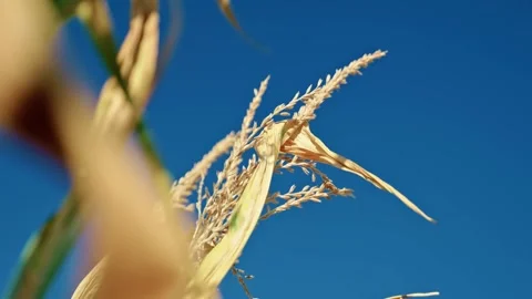 Corn Tops and Tassels Against Clear Blue Sky 2 Stock Footage 342323046
