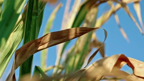 Corn Tops and Tassels Against Clear Blue Sky 3 Stock Footage 342323075