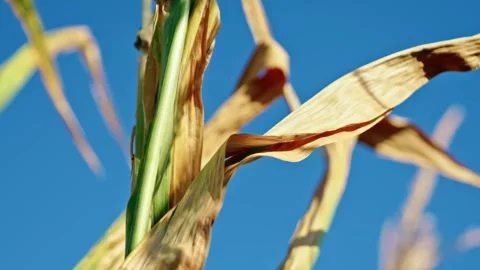 Corn Tops and Tassels Against Clear Blue Sky 4 Stock Footage 342323159