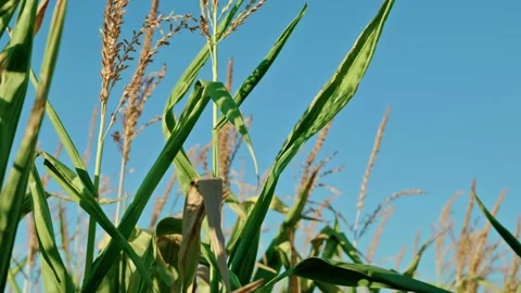 Corn Tops and Tassels Against Clear Blue Sky 5 Stock-Footage 342323193