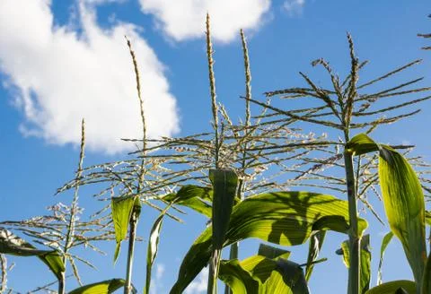 Corn tops Stock Photos