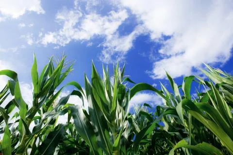 Corn tree with blue sky. Stock Photos
