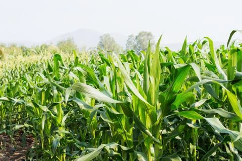 Corn tree in farm at sunlight. Stock Photos