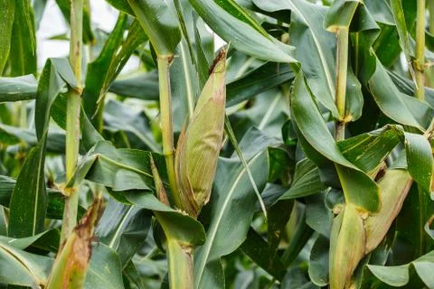 Corn tree in the field. Foto stock