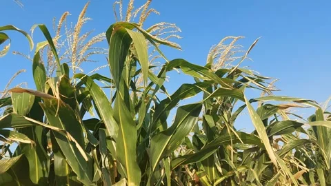 Corn tree Stock Footage 285029983