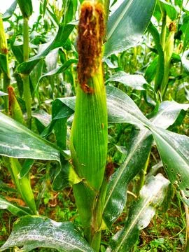 Corn tree with fresh green fruit growing in the garden Stock Photos