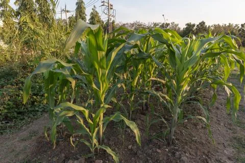 Corn tree in garden on sunset day at thailand Stock Photos