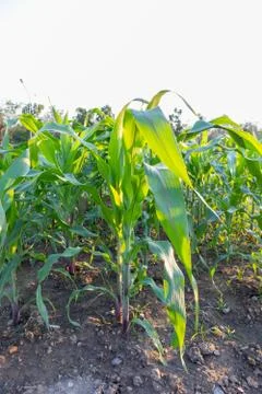 Corn tree in garden on sunset day at thailand Stock Photos