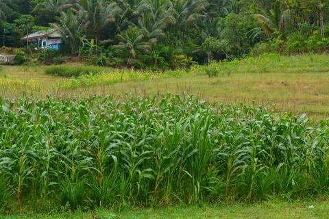 Corn tree plant of flowers, stems, and leaves in a field. Stock Photos