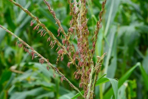 Corn tree plant of flowers, stems, and leaves in a field. Stock Photos