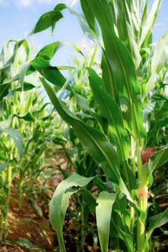Corn tree on plantation. Stock Photos