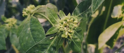 Corn tree seeds Stock Footage 211914497