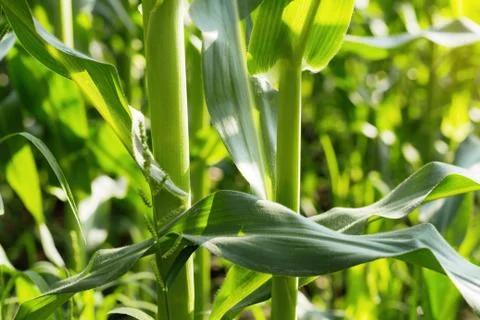 Corn tree at sunlight. Foto stock
