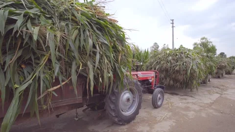 Corn tree in tractor making for Silage in plant Stock Footage 209811283