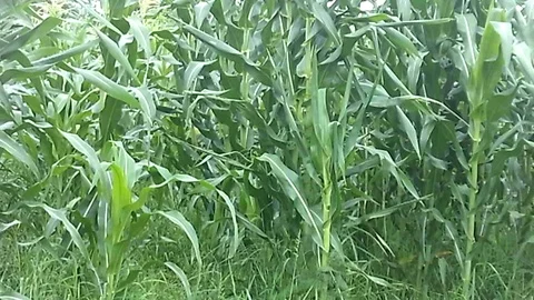 Corn trees on the corn field. Video stock 122557214