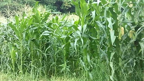 Corn trees with corn flower on the corn field Video stock 122555450