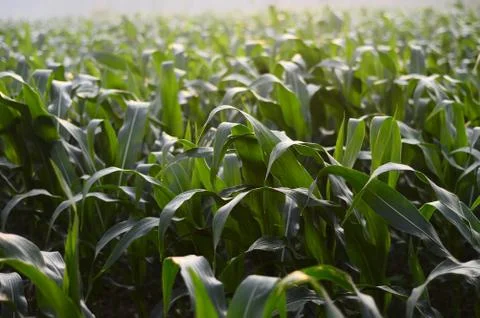 Corn trees in the field during the morning in Java, Indonesia. Stock Photos