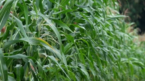 Corn trees in the garden swaying in the wind Stock Footage 290507564