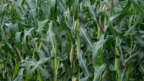 Corn trees in the garden swaying in the wind Видео 290507645