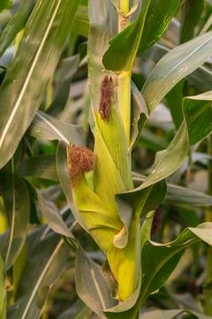 Corn on trunk in the farm Stock Photos