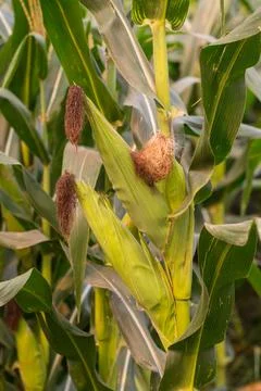 Corn on trunk in the farm Foto stock
