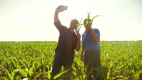 Corn two farmers study on the smartphone do selfie walking through his field Stock Footage 92032537