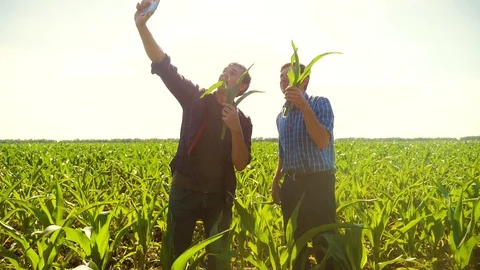 Corn two farmers study on smartphone take pictures of yourself do selfie walking 스톡 동영상 92531002