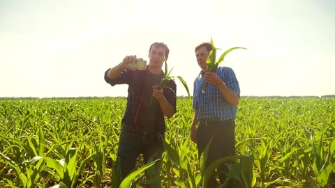 Corn two farmers study on smartphone take pictures of yourself do selfie walking 스톡 동영상 93047714