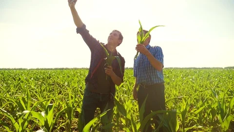 Corn two farmers study on smartphone take pictures of yourself do selfie walking 스톡 동영상 93220007