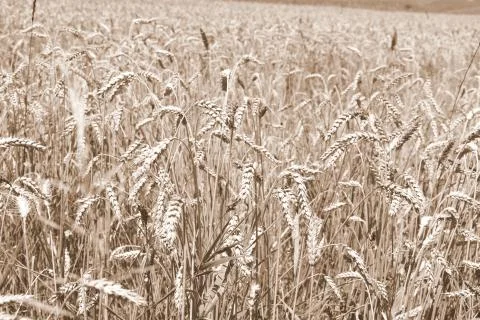 Corn. Typical rural landscape and peasant houses in  Dealu Frumos, Schoenberg Foto stock
