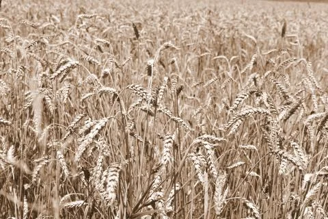 Corn. Typical rural landscape and peasant houses in  Dealu Frumos, Schoenberg Foto stock