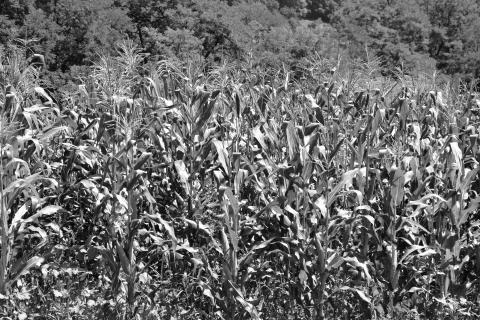 Corn. Typical rural landscape and peasant houses in  Dealu Frumos, Schoenberg Foto stock