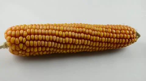Corn under observation Stock Footage 11132063