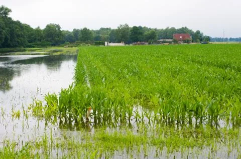 Corn under water Stock Photos