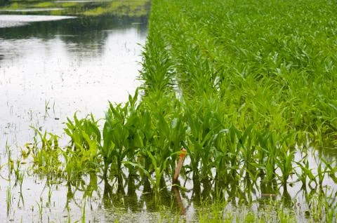 Corn under water Stock Photos