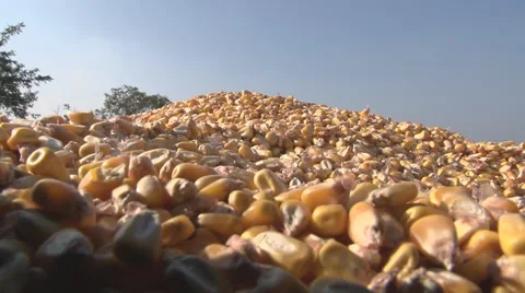 Corn unloading Stock Footage 60609421