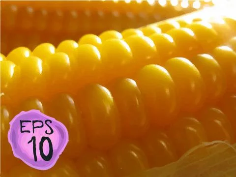 Corn vector background Stock Illustration