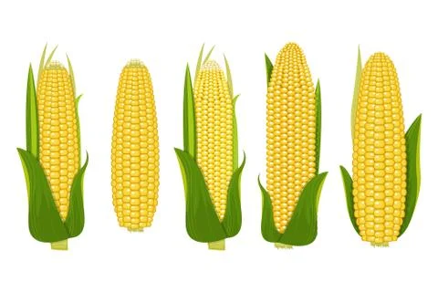 Corn vector design  illustration isolated on white background Stock Illustration