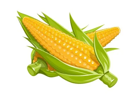Corn vector illustration eps10 isolated white background Stock Illustration