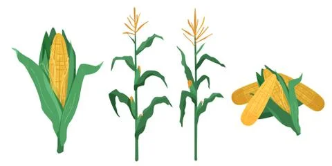 Corn vector illustration in flat cartoon style. Maize cob heap, plants isolated Stock Illustration