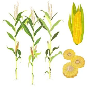 Corn vector illustration Stock Illustration