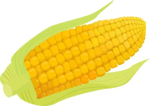Corn vector isolated on white background Stock Illustration