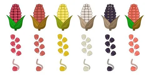 Corn Vector Set Icon Flat Ilustrations. Set Grain Seed. Fresh Corn Icon Set Stock Illustration