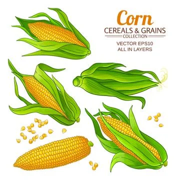 Corn vector set Stock Illustration