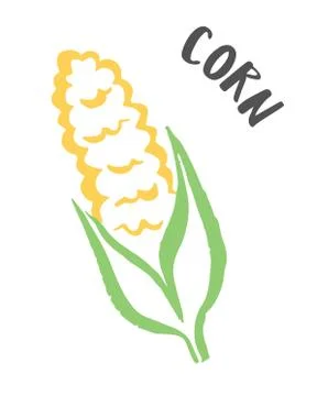 Corn vegetable hand painted with ink brush Stock Illustration