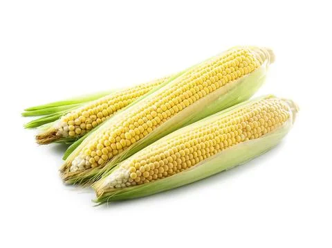 Corn vegetables. Stock Photos