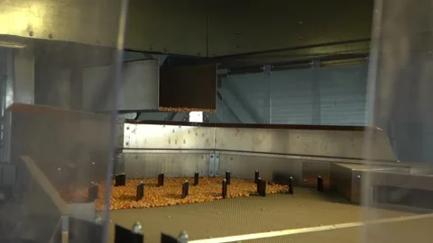 Corn vibration machine in plant is sorting harvest automatic HD footage Stock Footage 120386541