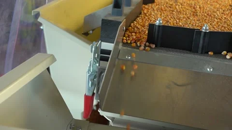 Corn vibration sort after good harvest in plant 25 fps footage Video stock 120383443